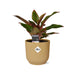 Aglaonema Crete In Elho Vibes Fold 14Cm Geel