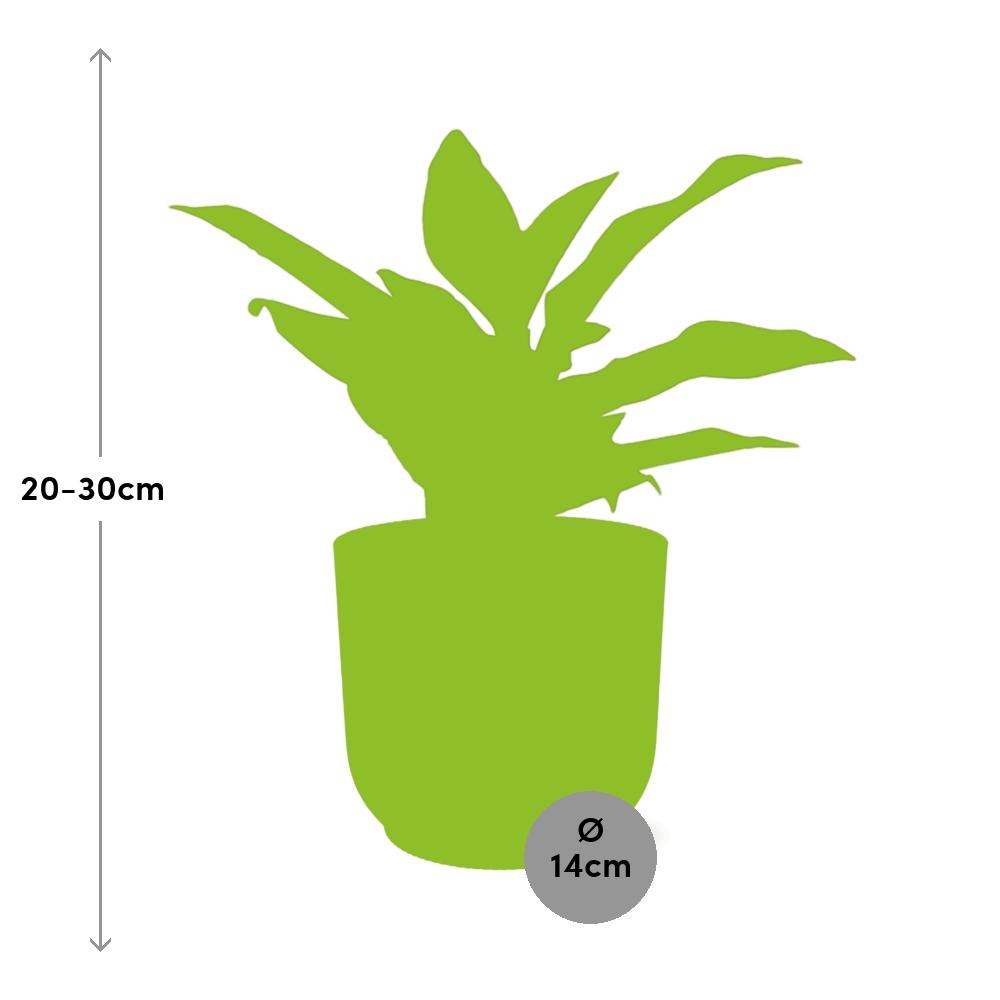 Aglaonema Crete In Elho Vibes Fold 14Cm Geel