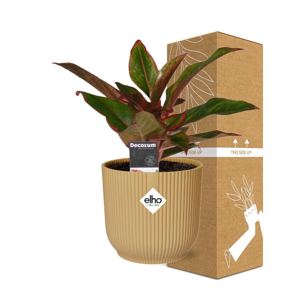 Aglaonema Crete In Elho Vibes Fold 14Cm Geel