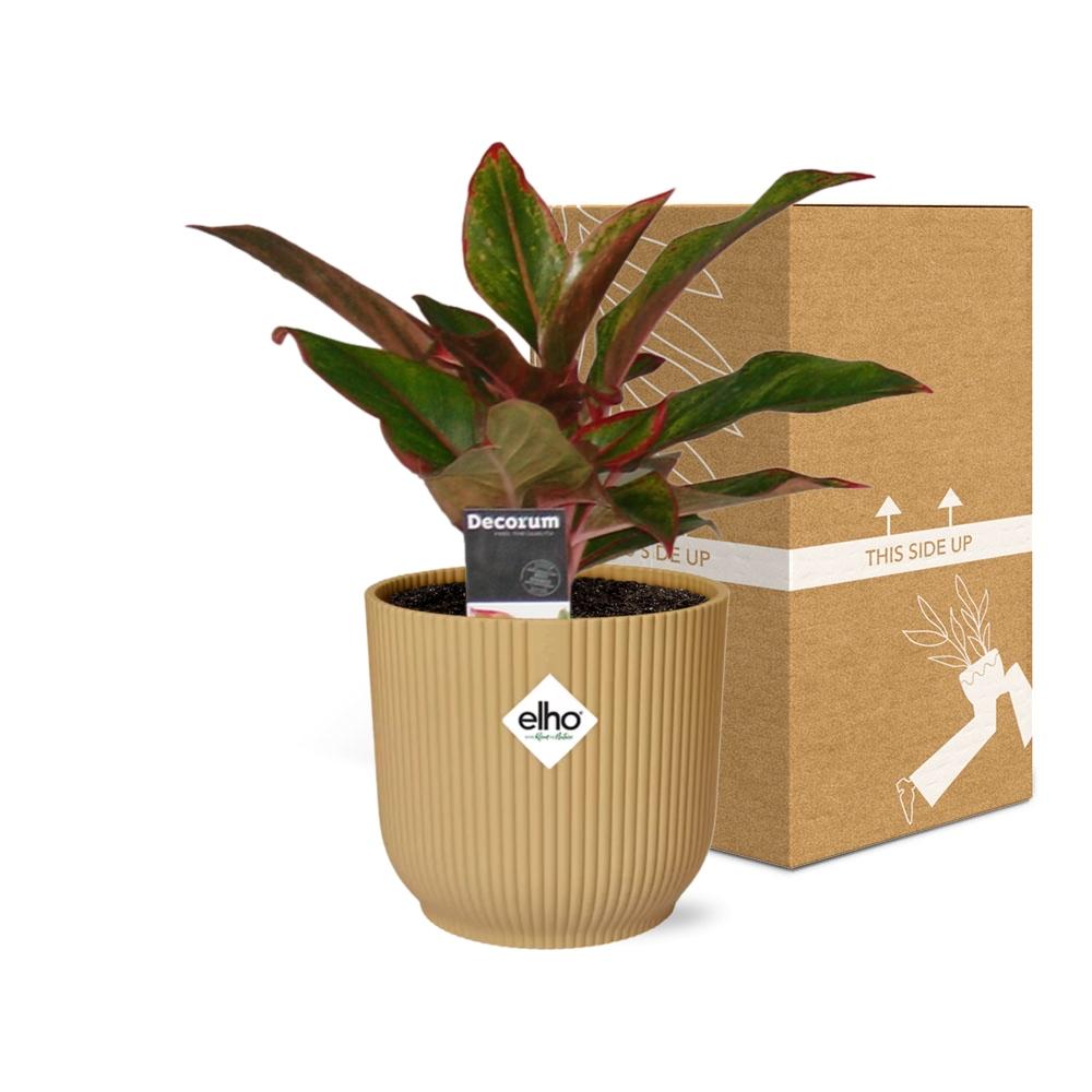 Aglaonema Crete In Elho Vibes Fold 14Cm Geel