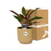 Aglaonema Crete In Elho Vibes Fold 14Cm Geel