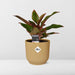 Aglaonema Crete In Elho Vibes Fold 14Cm Geel