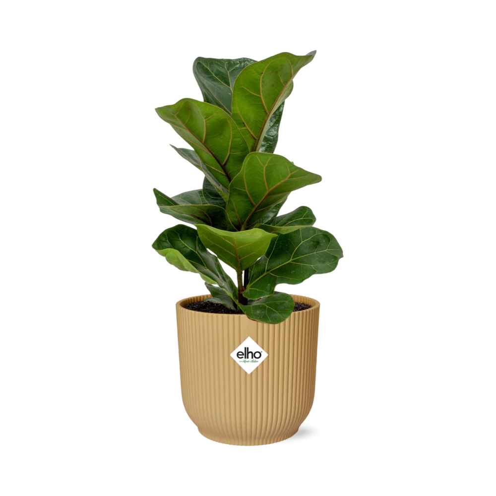 Ficus Lyrata ‘Bambino’ In Elho Vibes Fold 14Cm Geel