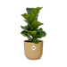 Ficus Lyrata ‘Bambino’ In Elho Vibes Fold 14Cm Geel