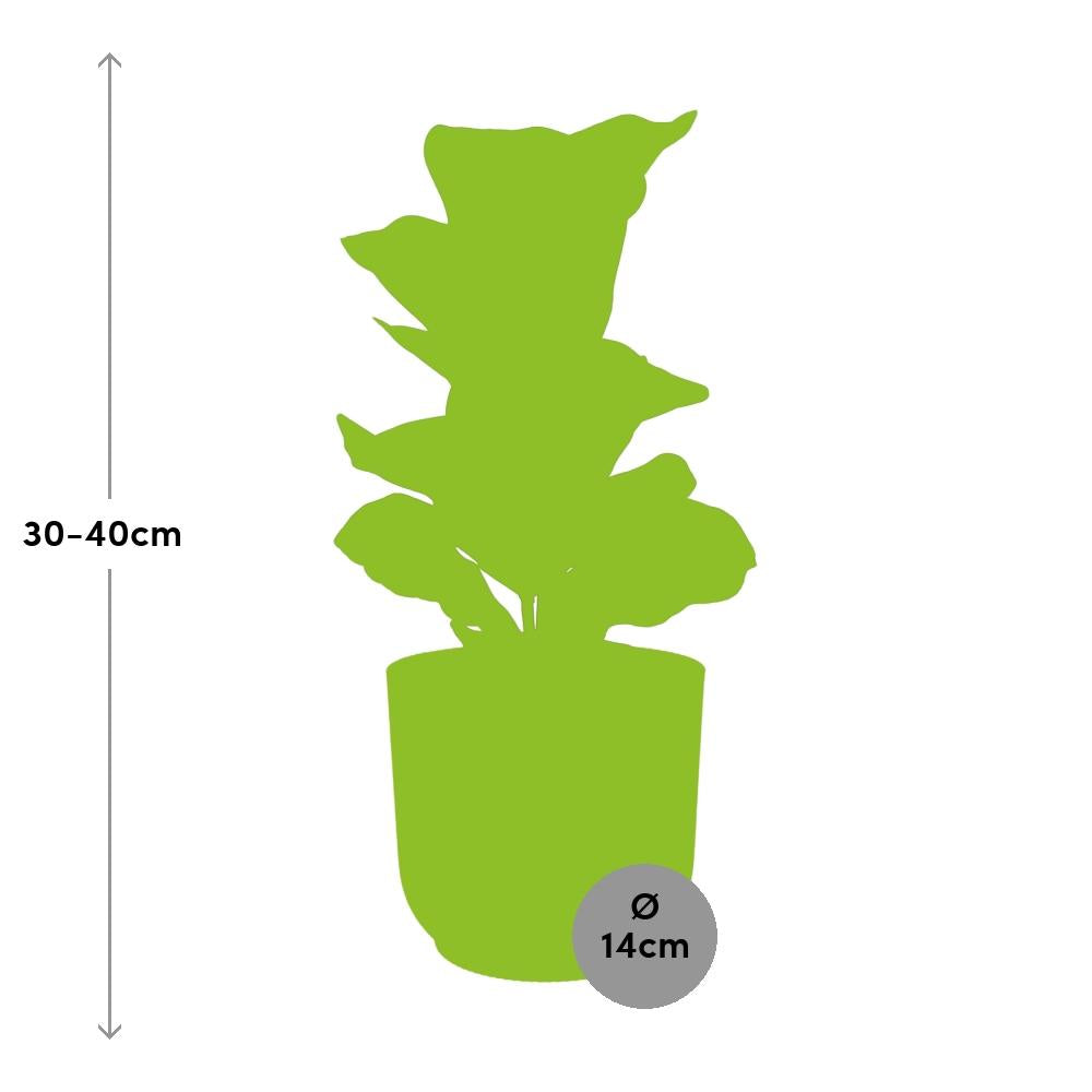 Ficus Lyrata ‘Bambino’ In Elho Vibes Fold 14Cm Geel