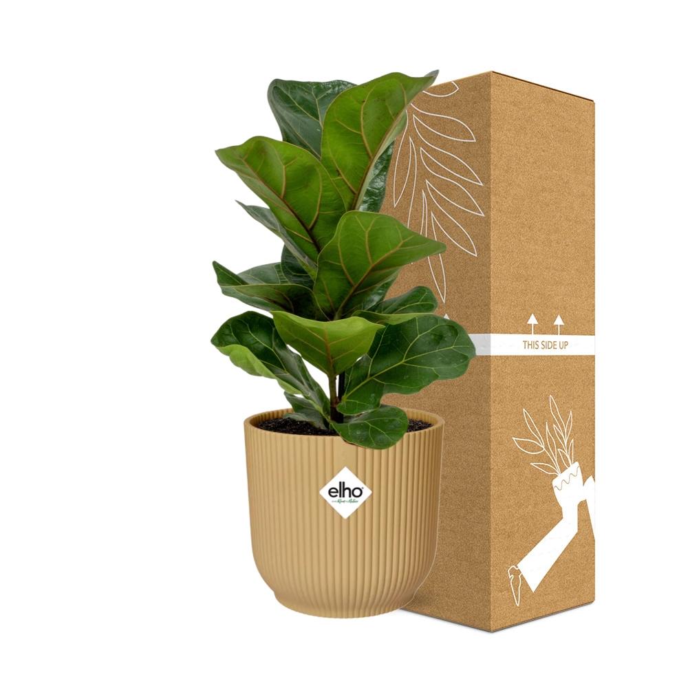 Ficus Lyrata ‘Bambino’ In Elho Vibes Fold 14Cm Geel