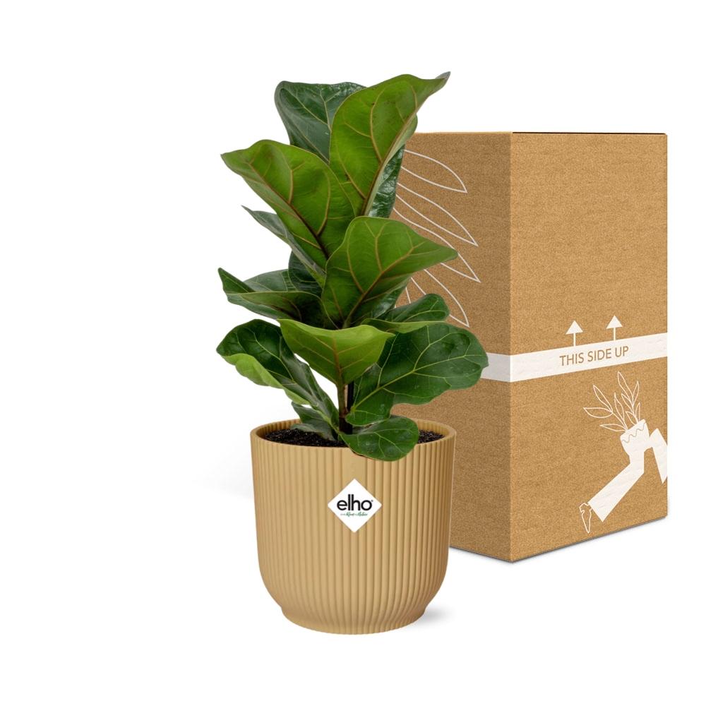 Ficus Lyrata ‘Bambino’ In Elho Vibes Fold 14Cm Geel