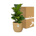 Ficus Lyrata ‘Bambino’ In Elho Vibes Fold 14Cm Geel