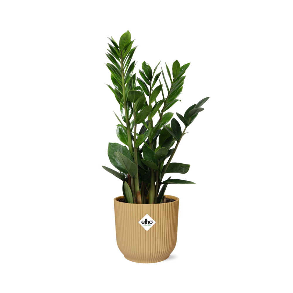 Zamioculcas – Hoogte 45-50 In Elho Vibes Fold 14Cm Geel
