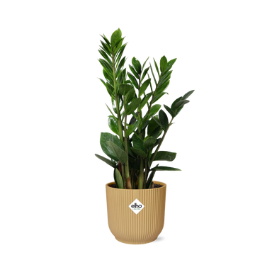 Zamioculcas – Hoogte 45-50 In Elho Vibes Fold 14Cm Geel