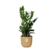 Zamioculcas – Hoogte 45-50 In Elho Vibes Fold 14Cm Geel