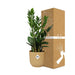 Zamioculcas – Hoogte 45-50 In Elho Vibes Fold 14Cm Geel