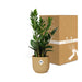 Zamioculcas – Hoogte 45-50 In Elho Vibes Fold 14Cm Geel