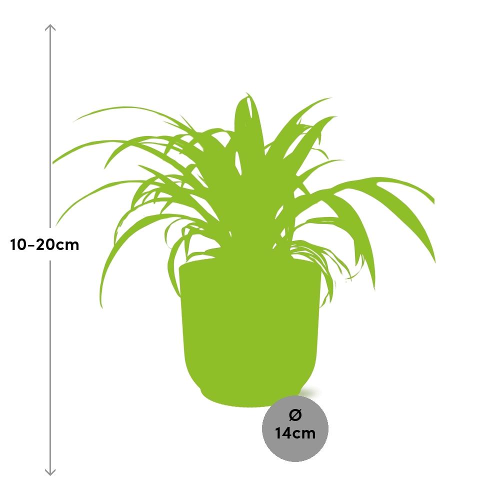 Chlorophytum Comosum Variegatum In Elho Vibes Fold 14Cm Geel