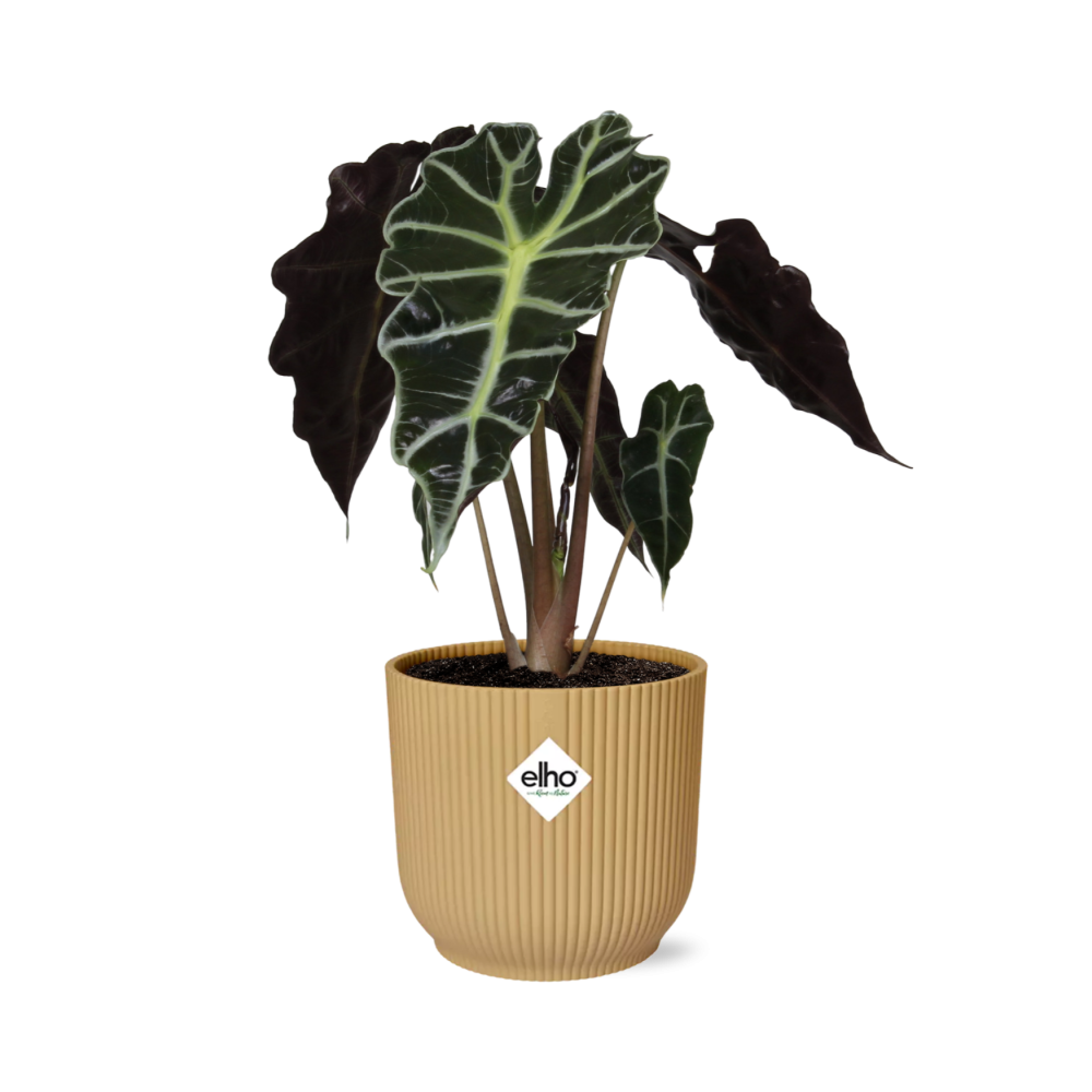 Alocasia ‘Polly’ In Elho Vibes Fold 14Cm Geel