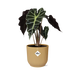 Alocasia ‘Polly’ In Elho Vibes Fold 14Cm Geel