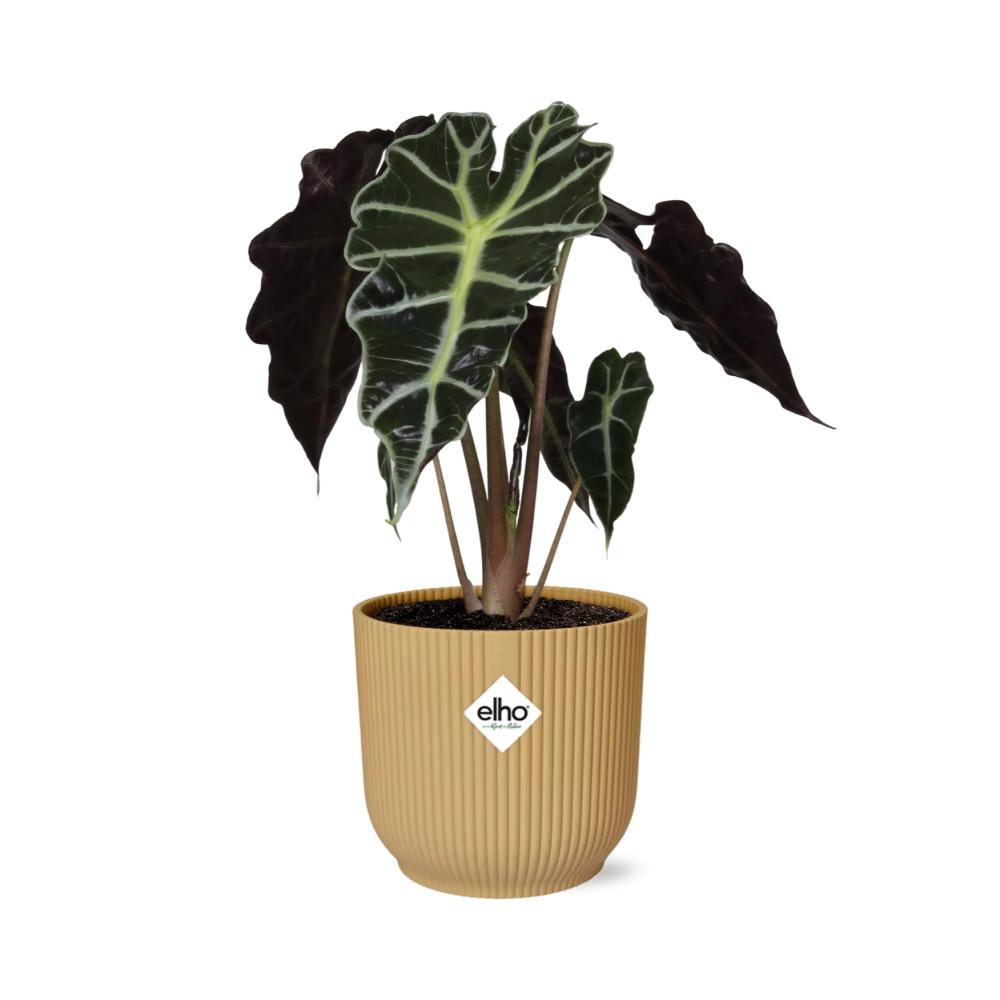 Alocasia ‘Polly’ In Elho Vibes Fold 14Cm Geel