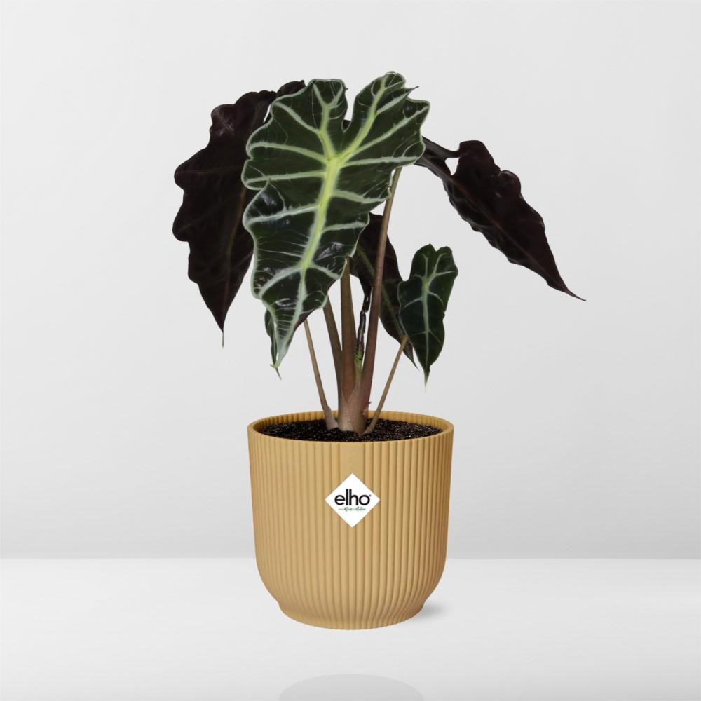 Alocasia ‘Polly’ In Elho Vibes Fold 14Cm Geel
