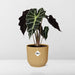 Alocasia ‘Polly’ In Elho Vibes Fold 14Cm Geel