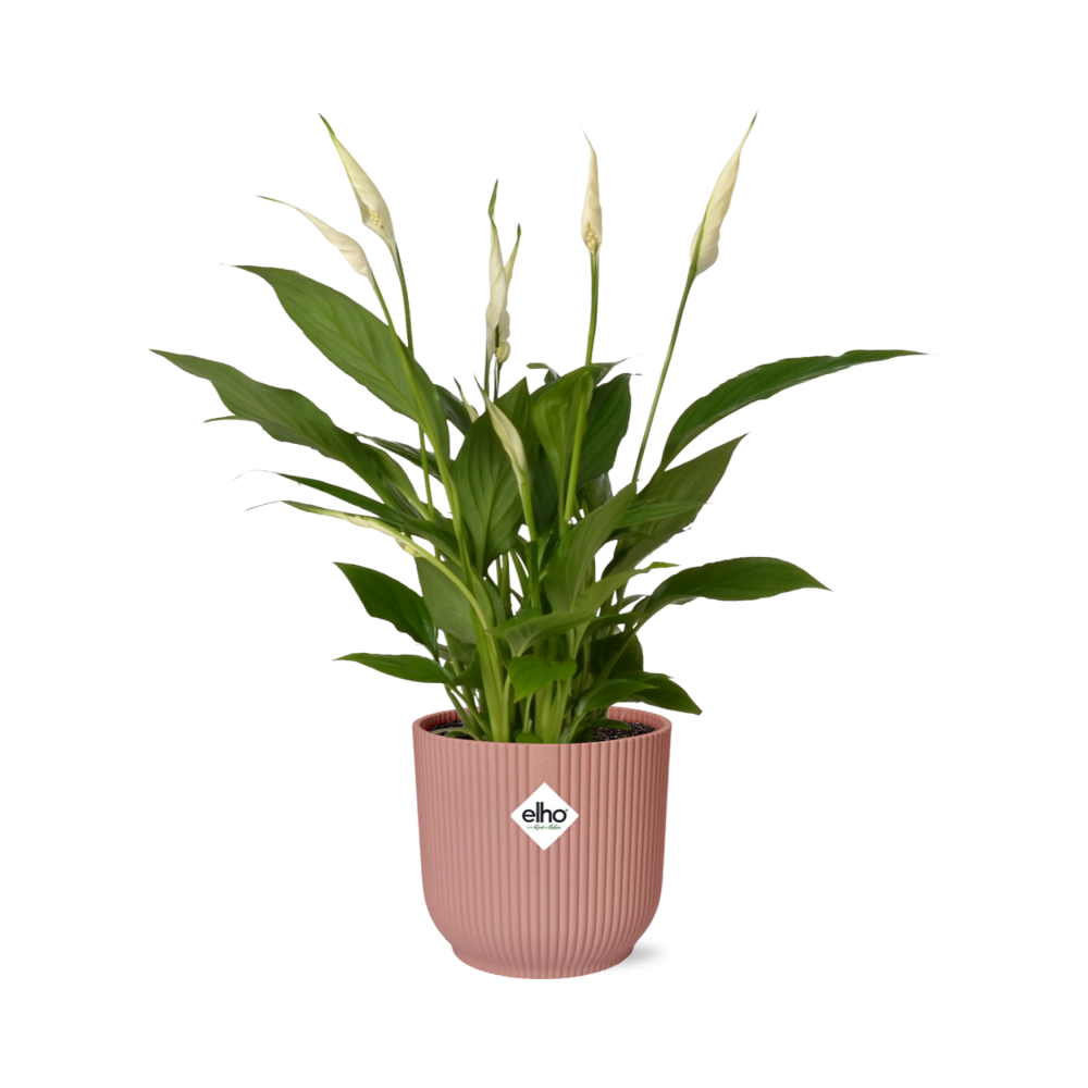 Spathiphyllum 12 Cm Torelli In Elho Vibes Fold 14Cm Roze