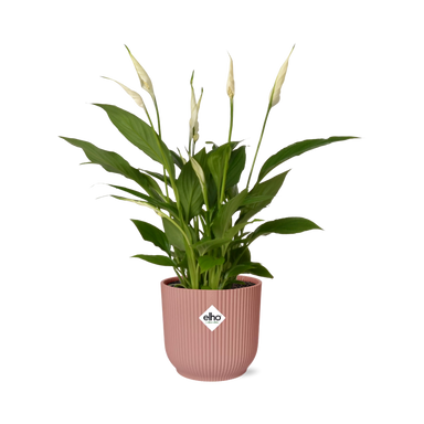 Spathiphyllum 12 Cm Torelli In Elho Vibes Fold 14Cm Roze