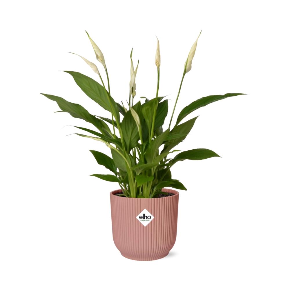 Spathiphyllum 12 Cm Torelli In Elho Vibes Fold 14Cm Roze
