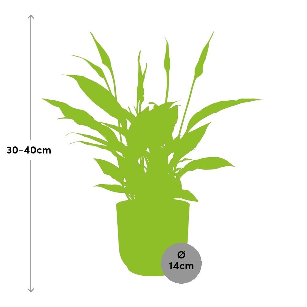 Spathiphyllum 12 Cm Torelli In Elho Vibes Fold 14Cm Roze