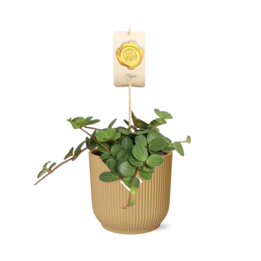 Peperomia ‘Hope’ In Elho Vibes Fold 14Cm Geel
