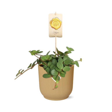 Peperomia ‘Hope’ In Elho Vibes Fold 14Cm Geel