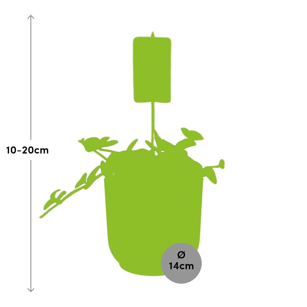 Peperomia ‘Hope’ In Elho Vibes Fold 14Cm Geel