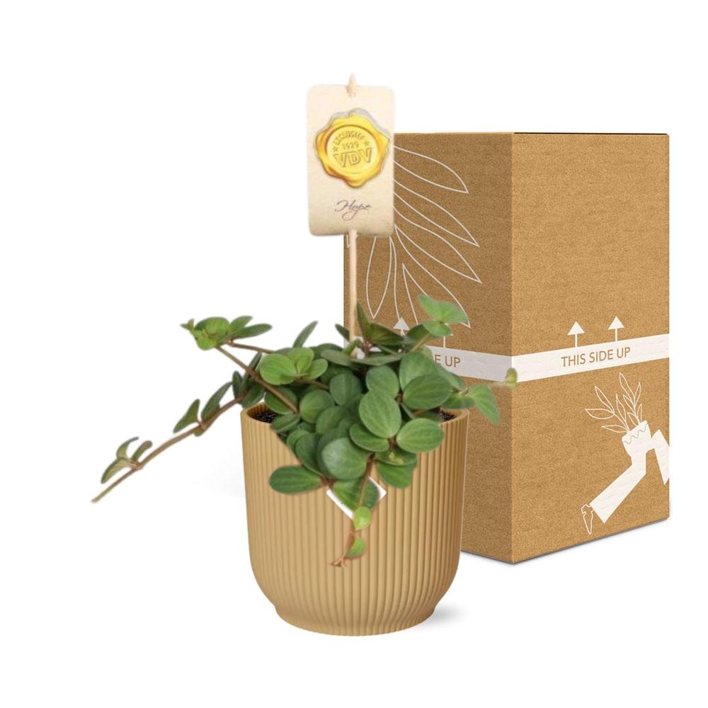 Peperomia ‘Hope’ In Elho Vibes Fold 14Cm Geel