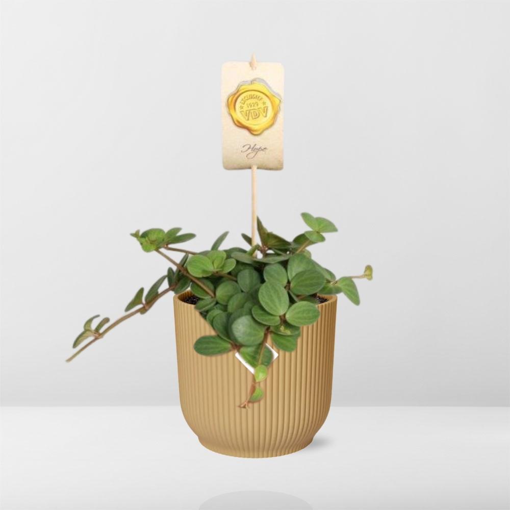 Peperomia ‘Hope’ In Elho Vibes Fold 14Cm Geel