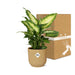 Dieffenbachia ‘Camilla’ In Elho Vibes Fold 14Cm Geel