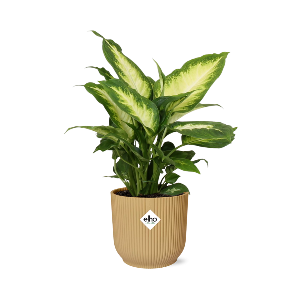 Dieffenbachia ‘Camilla’ In Elho Vibes Fold 14Cm Geel