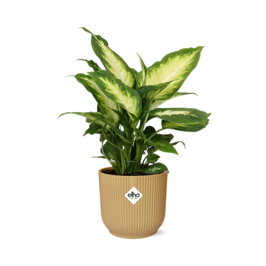 Dieffenbachia ‘Camilla’ In Elho Vibes Fold 14Cm Geel
