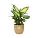 Dieffenbachia ‘Camilla’ In Elho Vibes Fold 14Cm Geel