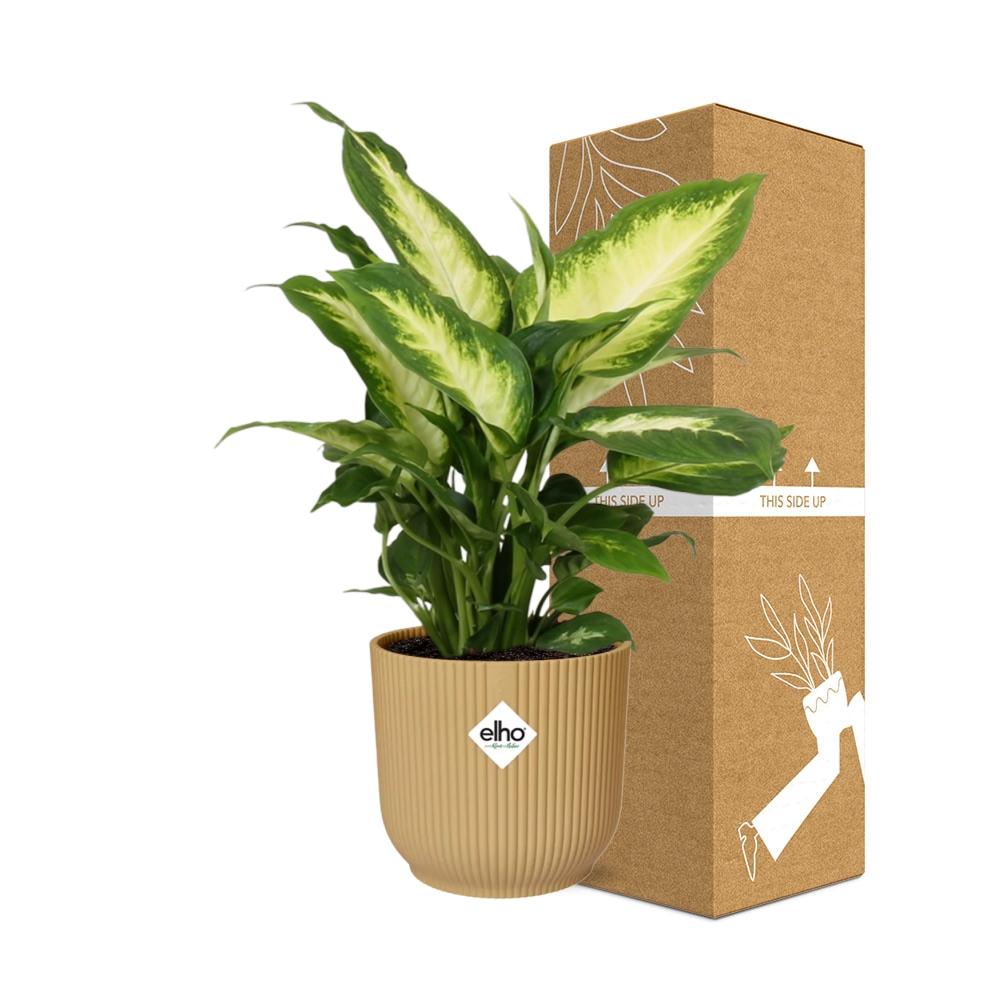 Dieffenbachia ‘Camilla’ In Elho Vibes Fold 14Cm Geel