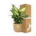 Dieffenbachia ‘Camilla’ In Elho Vibes Fold 14Cm Geel
