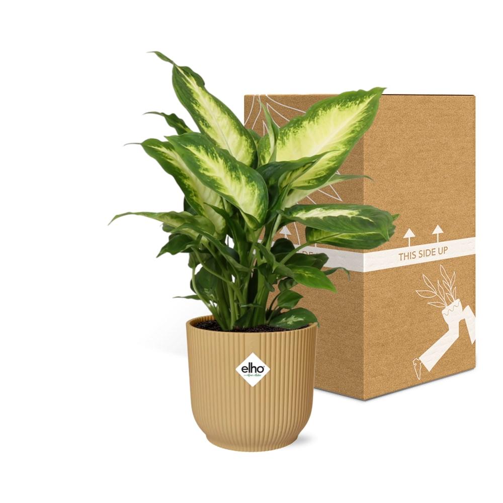 Dieffenbachia ‘Camilla’ In Elho Vibes Fold 14Cm Geel