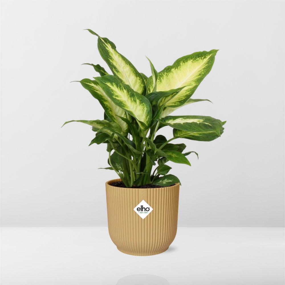 Dieffenbachia ‘Camilla’ In Elho Vibes Fold 14Cm Geel
