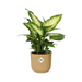 Dieffenbachia ‘Camilla’ In Elho Vibes Fold 14Cm Geel
