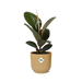 Ficus Elastica ‘Robusta’ In Elho Vibes Fold 14Cm Geel