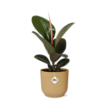 Ficus Elastica ‘Robusta’ In Elho Vibes Fold 14Cm Geel