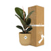 Ficus Elastica ‘Robusta’ In Elho Vibes Fold 14Cm Geel