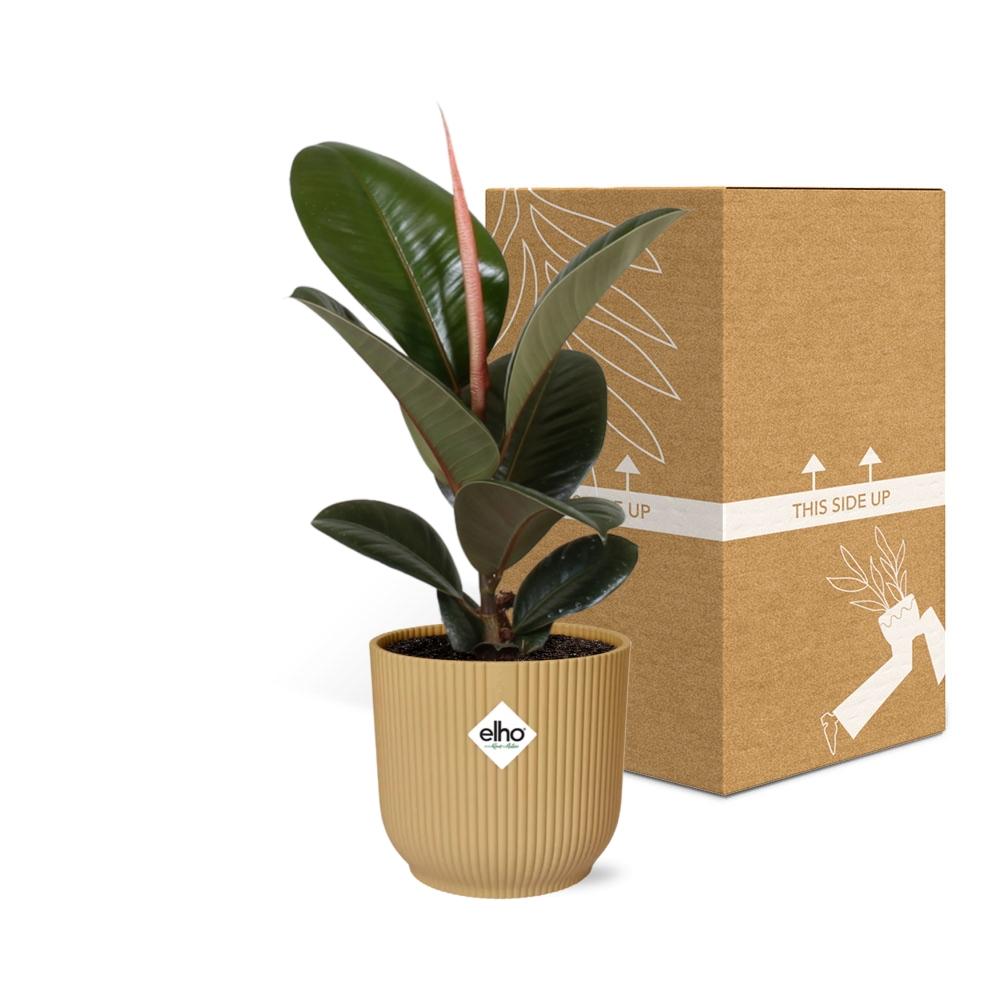Ficus Elastica ‘Robusta’ In Elho Vibes Fold 14Cm Geel
