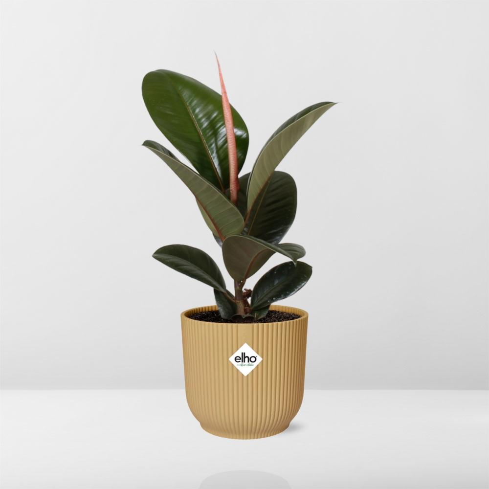 Ficus Elastica ‘Robusta’ In Elho Vibes Fold 14Cm Geel