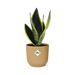 Sansevieria Futura Superba In Elho Vibes Fold 14Cm Geel