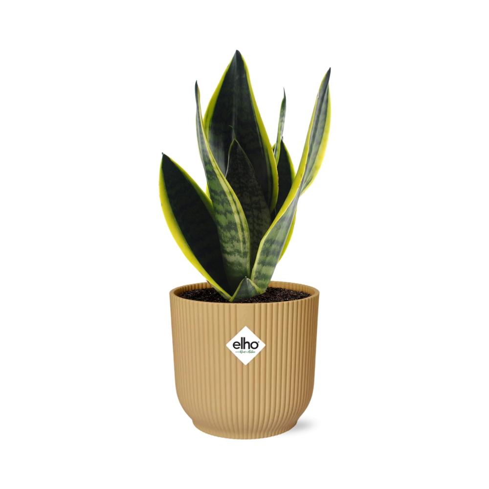 Sansevieria Futura Superba In Elho Vibes Fold 14Cm Geel