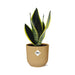 Sansevieria Futura Superba In Elho Vibes Fold 14Cm Geel