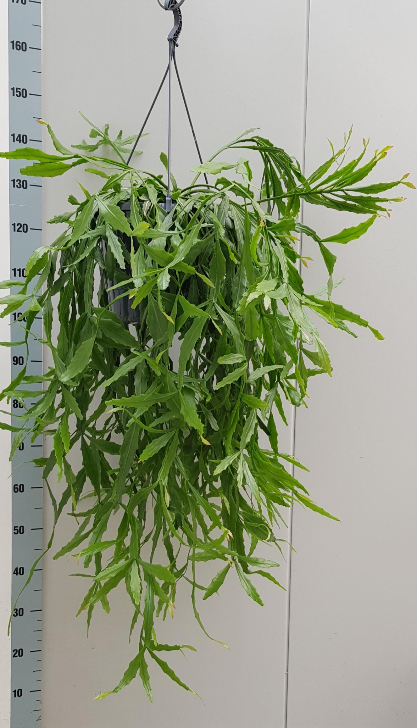 Rhipsalis Crispata - Ø25Cm - ↕60Cm